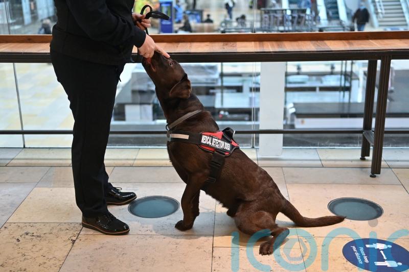 Sniffer dogs can identify Covid-positive airport passengers, European research finds
