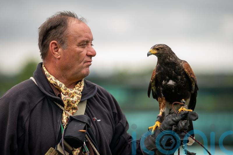 Wimbledon hawk trainer was told to &lsquo;get a proper job&rsquo; in early days