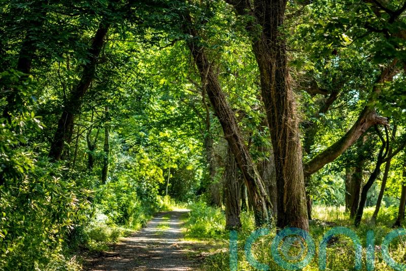 Northern Irish woodland opens to the public for first time in five centuries