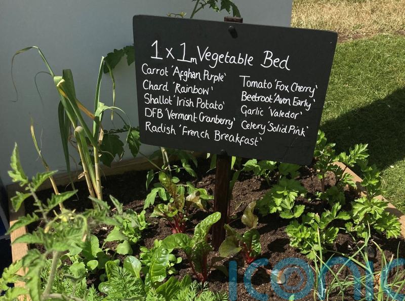 GUIDE: Big ideas for tiny gardens from mini ponds to bug hotels