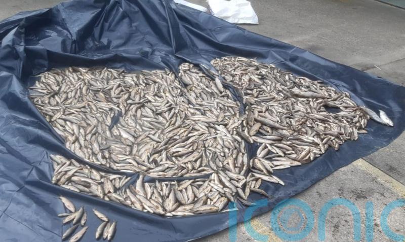 2,250 fish found dead in Donegal river