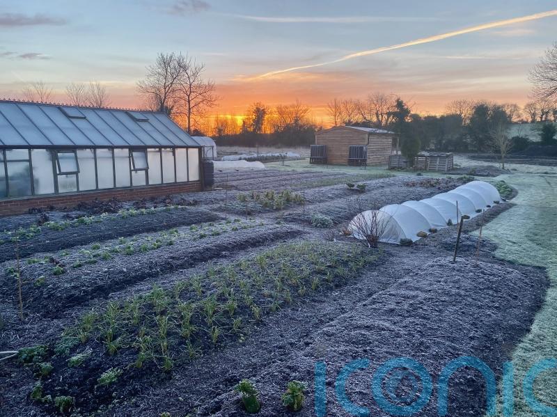 Weathering Winter: What to grow now on your vegetable patch this winter 2022