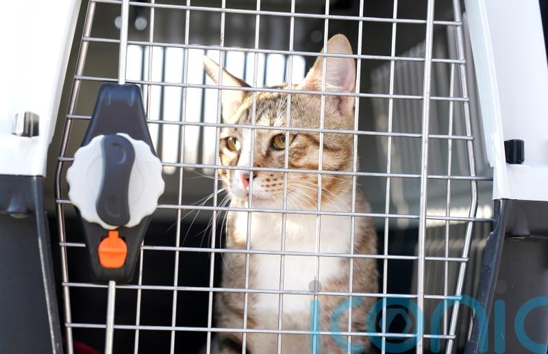 Football&rsquo;s not coming home after England World Cup exit but Dave the cat is