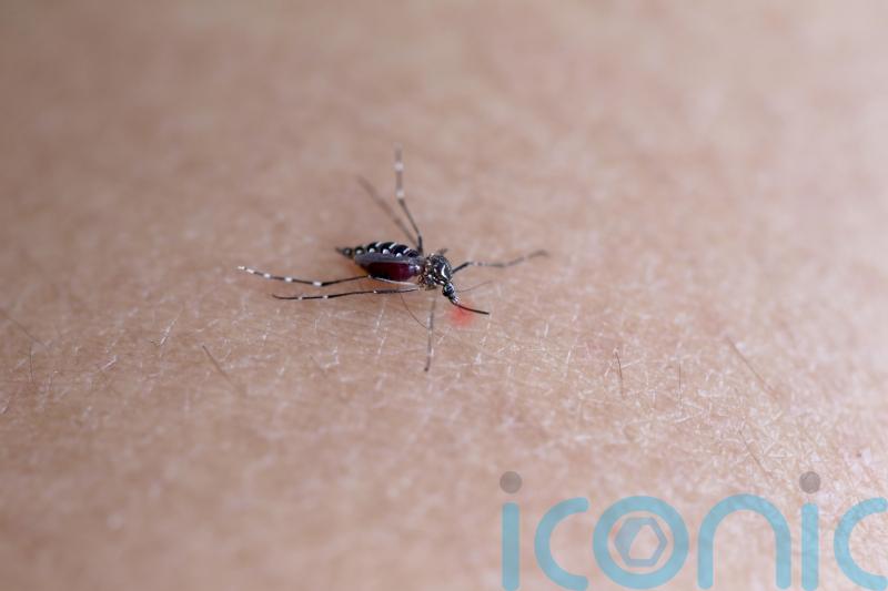 Holidaymakers warned to be wary of Dengue Fever-carrying mosquitoes on European holidays