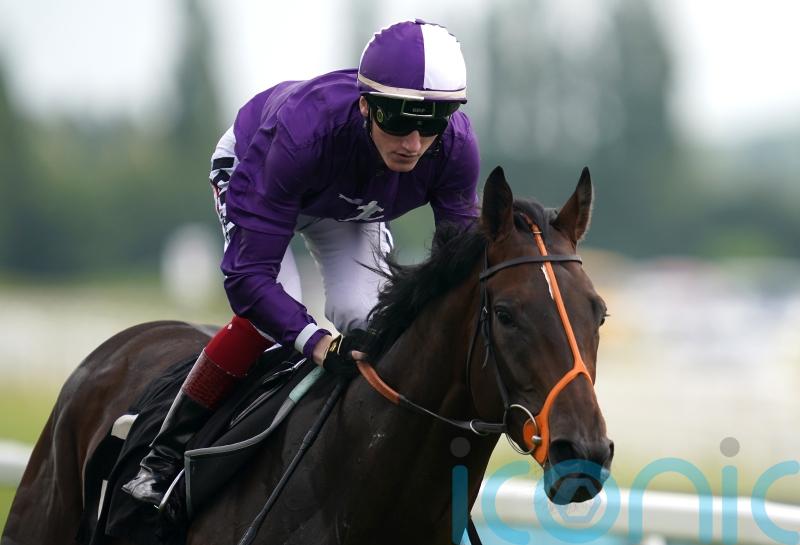 Newbury reappearance possible for Mojo Star