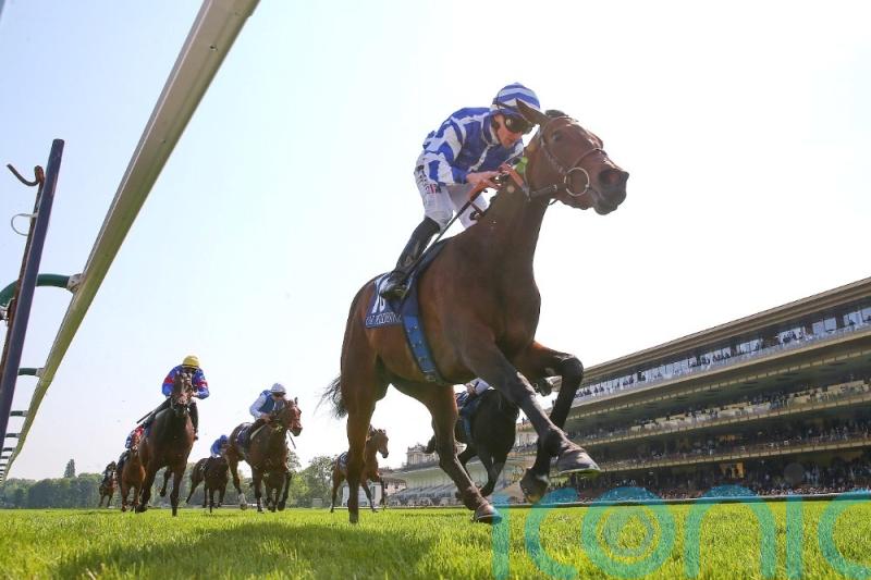 Blue Rose Cen blooms with Classic glory