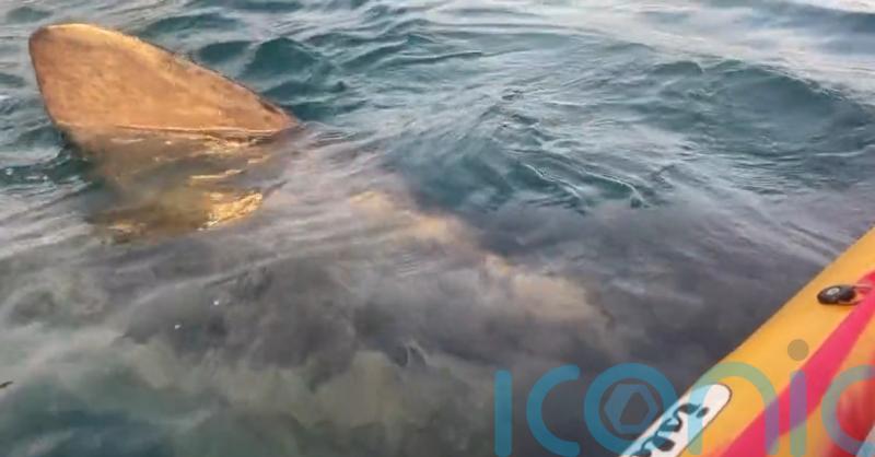Two women describe 'surreal' experience off Irish coast as basking shark swims under kayak