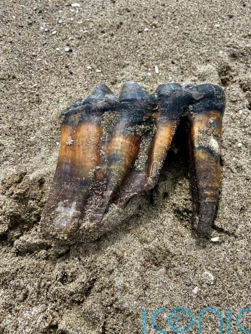 Woman walking on beach finds ancient mastodon tooth