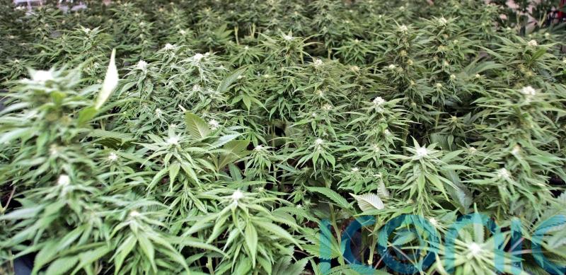 1.2 million euro of cannabis seized in Dublin area
