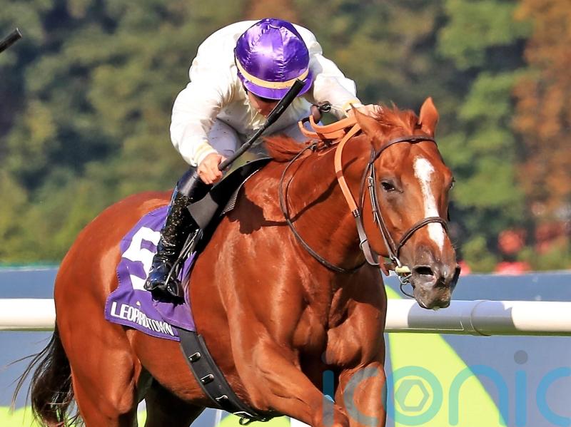 Suitable ground could see Onesto line up on Champions Day