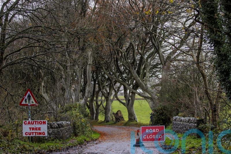 Irish trees made famous by Game Of Thrones to be removed for safety reasons