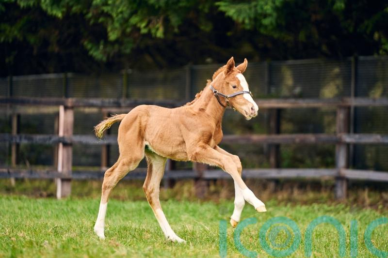 First foal of Stradivarius born at National Stud