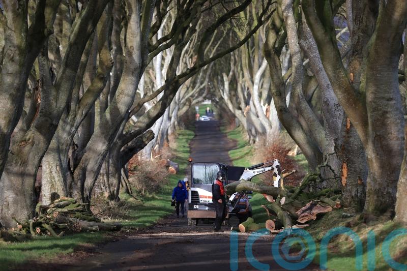 'It is very sad' - Northern Irish trees made famous by Game of Thrones felled by Storm Isha