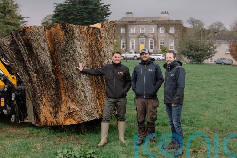 Ancient oak which fell in storm to live on as casks for revived whiskey brand