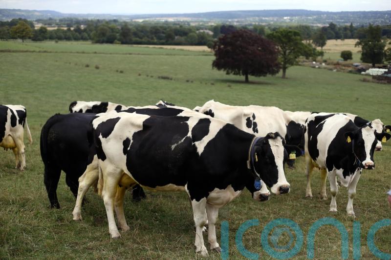 &lsquo;Urgent action needed&rsquo; over supply of veterinary medicines to Northern Ireland