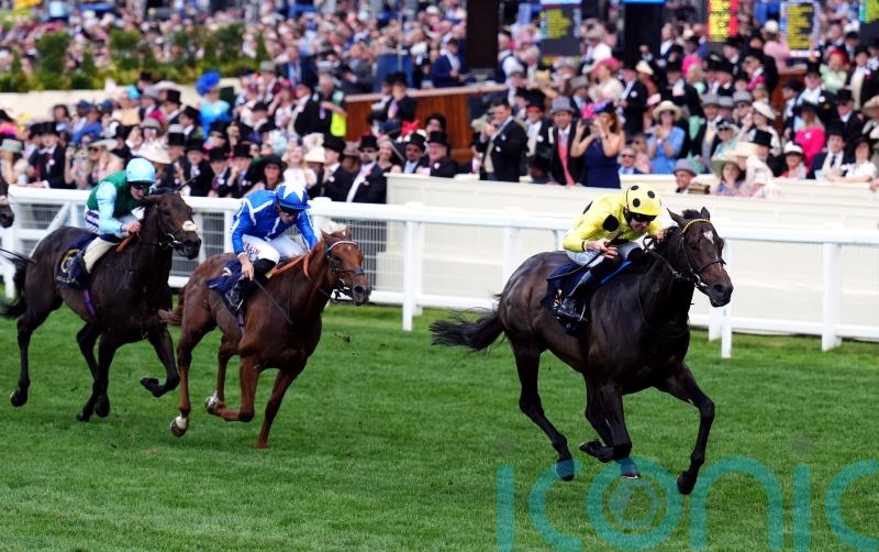 Haggas hoping Forest will blossom given further to travel