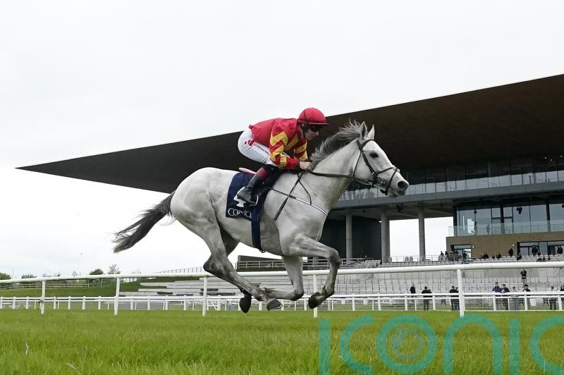 White Birch waiting for favoured ground in the autumn