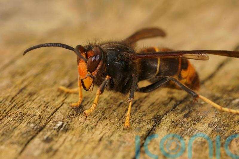 Asian hornet nest discovered in Cork city