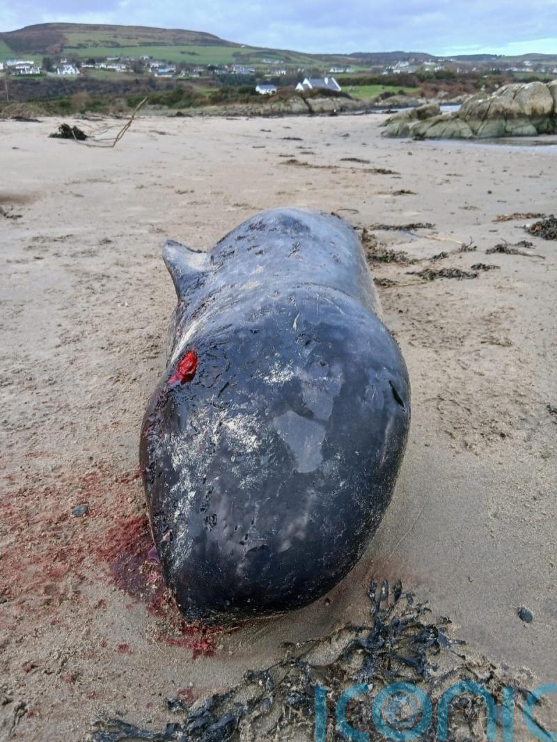 Arctic whale never recorded before in Ireland washes up on Donegal beach