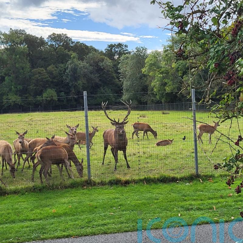 Anger over &lsquo;callous killing&rsquo; of stag which was found beheaded